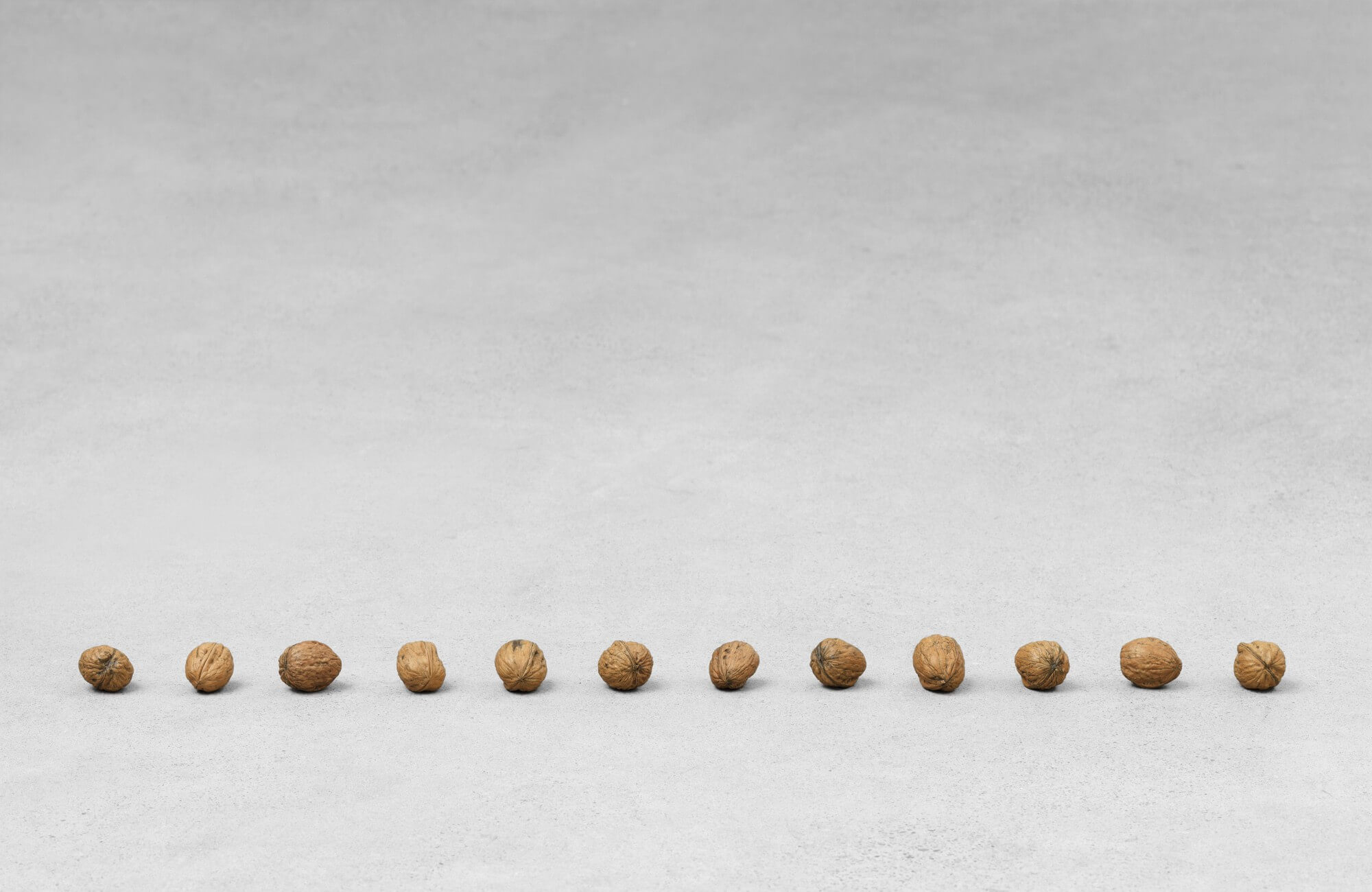 still.life. (twelve walnuts in a line); 12 parts | UGO RONDINONE